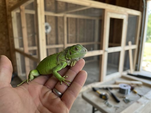 Green iguana hatchling beside a custom-built walk-in enclosure under construction