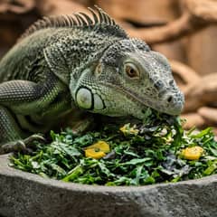 A green iguana feeding on a pile of chopped dark leafy greens
