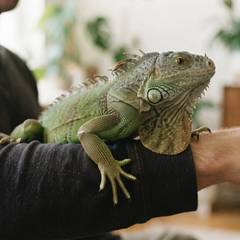 Green iguana calmly perched on an owner's arm during a handling session