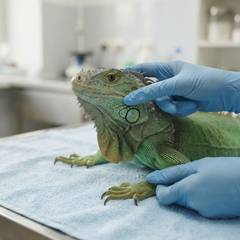 Green iguana undergoing a vet exam to check for signs of metabolic bone disease