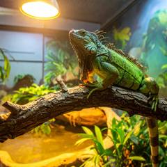 Custom walk-in green iguana enclosure with climbing branches and basking lighting