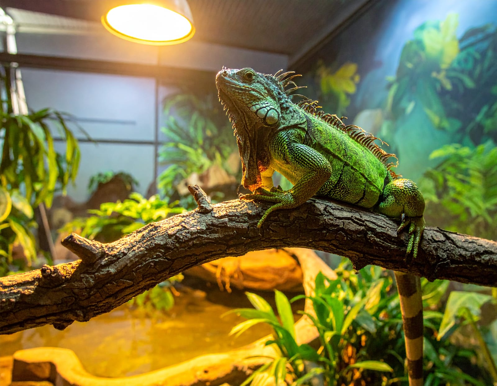 Custom walk-in green iguana enclosure with climbing branches and basking lighting