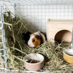 Two guinea pigs sharing a properly sized cage with hay, dishes, and a hideout