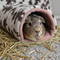 A guinea pig peeking out of a fleece hideout tunnel surrounded by hay