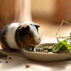 Guinea pig eating fresh hay and bell pepper next to a water bottle