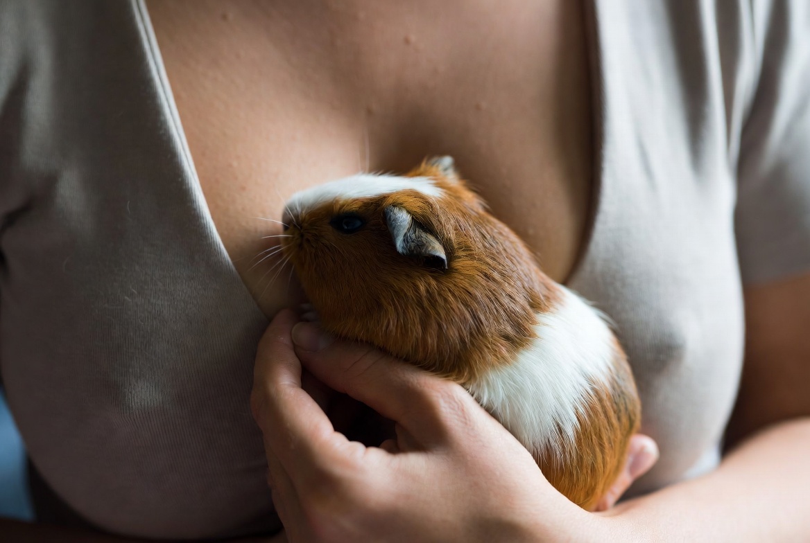 Guinea pig being held securely against a person's chest with both hands supporting its body