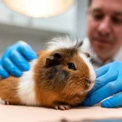 Guinea pig being examined by an exotic veterinarian