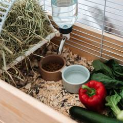 Guinea pig cage with hay rack, water bottle, and fresh vegetables laid out