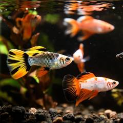 Colorful guppies swimming in a small planted freshwater aquarium