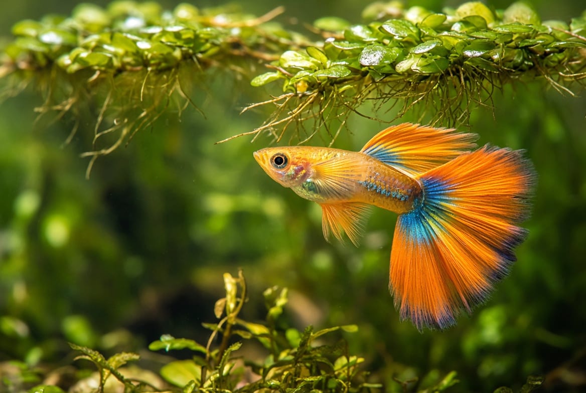 A group of female guppies among dense planting with a male displaying nearby