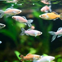 A small net gently guiding a guppy during a tank transfer instead of using bare hands