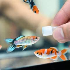 Close-up of a guppy in a well-maintained aquarium showing healthy fins and coloring