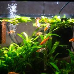 A planted 10-gallon guppy tank with gentle sponge filtration and warm lighting