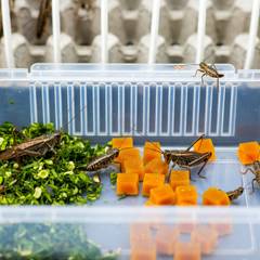 Crickets feeding on leafy greens and orange gut-load cubes inside a plastic keeper