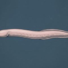 An eel-like hagfish on the dark sea floor, showing its pale slender body and blunt head with barbels