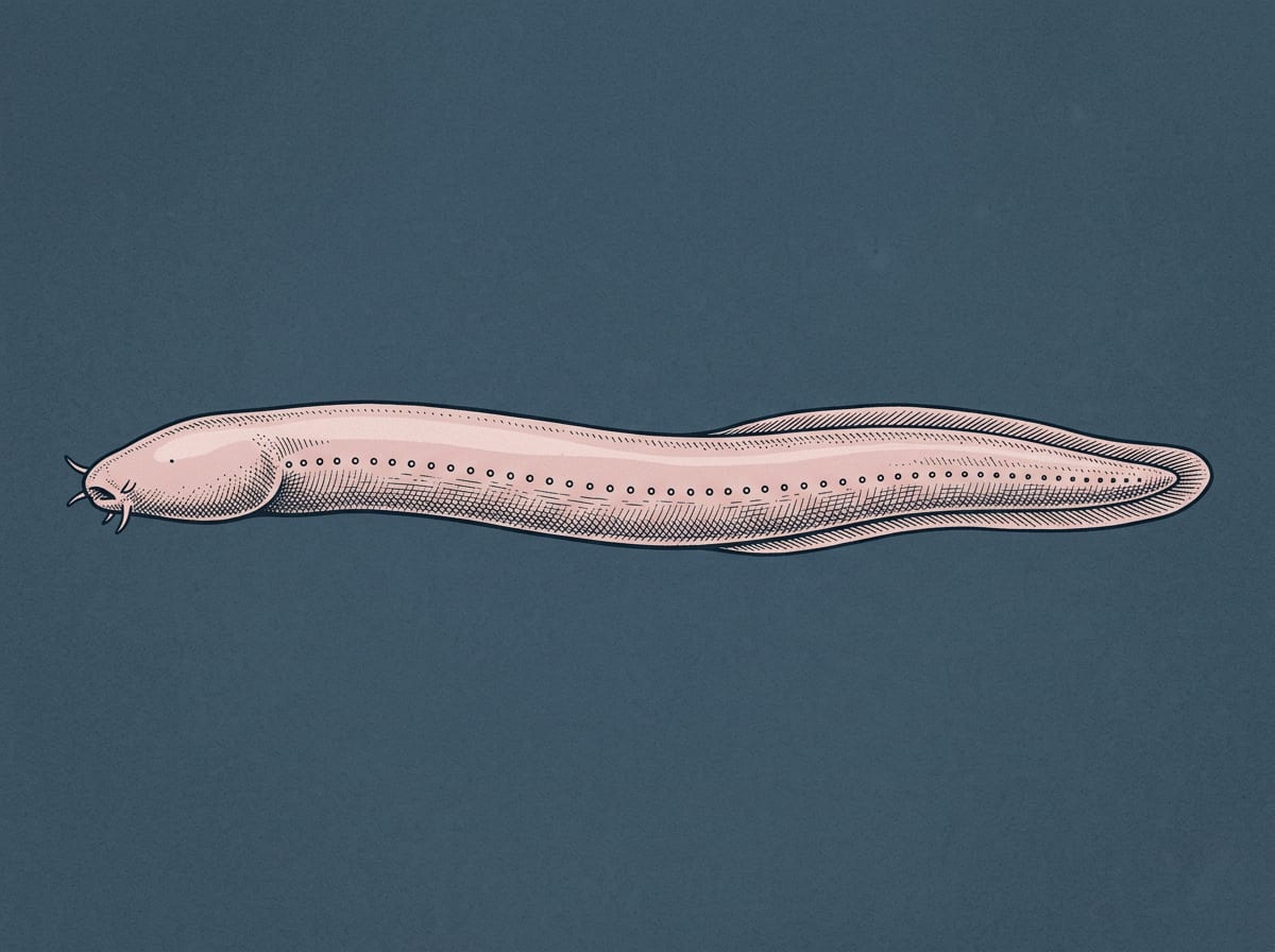 An eel-like hagfish on the dark sea floor, showing its pale slender body and blunt head with barbels