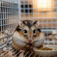 Hamster sitting beside its cage next to a small stack of coins