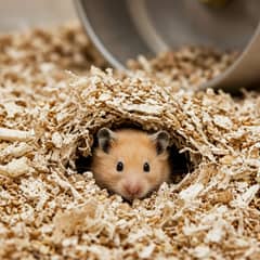 A hamster emerging from a deep burrow it has dug in thick bedding