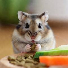 Hamster eating pellets and fresh vegetables from a small dish