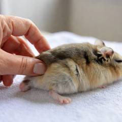 Hamster being examined by an exotic veterinarian