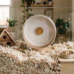 Hamster enclosure with deep bedding, a solid exercise wheel, a hideout, and a sand bath