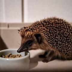 Hedgehog sitting next to its cage and everyday supplies