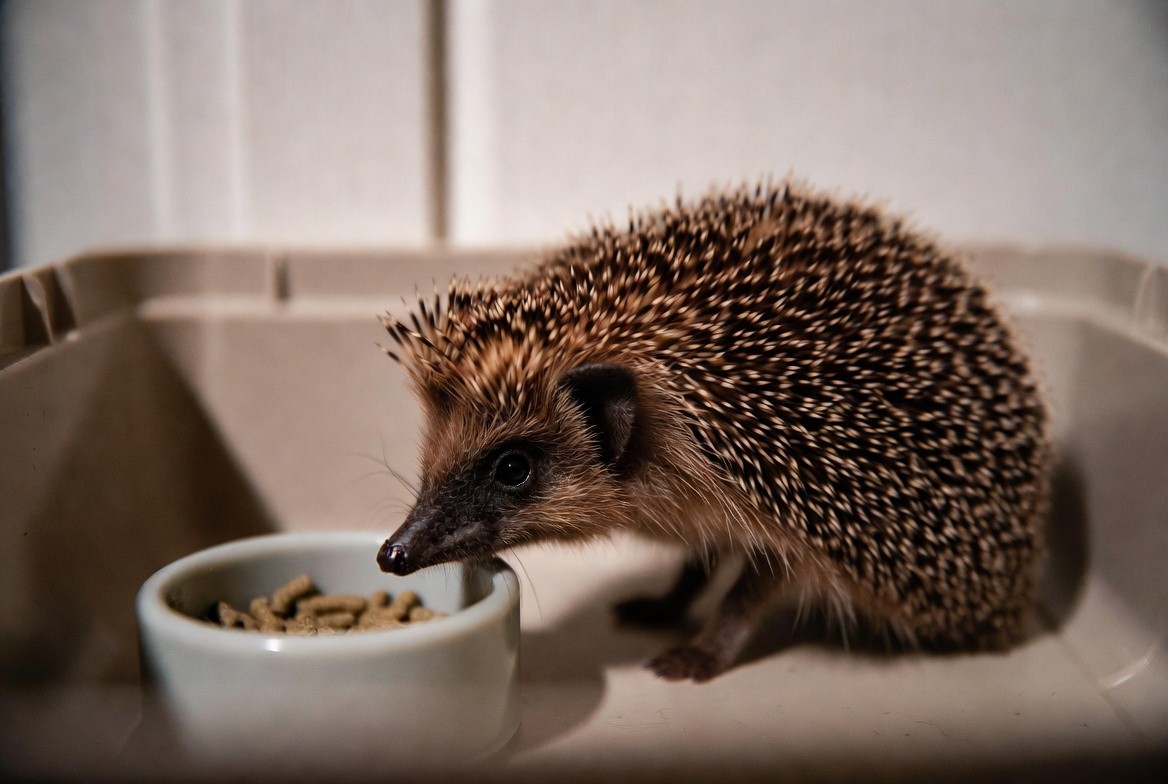 Hedgehog sitting next to its cage and everyday supplies