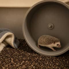 An African pygmy hedgehog running on a large solid wheel beside a fleece hide