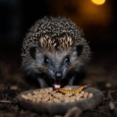 Hedgehog eating kibble and a mealworm from a small dish at night