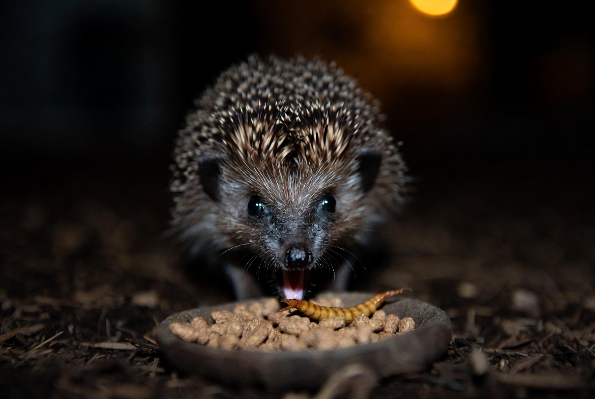 Hedgehog eating kibble and a mealworm from a small dish at night