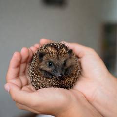 Person gently cupping a hedgehog in two hands during a handling session