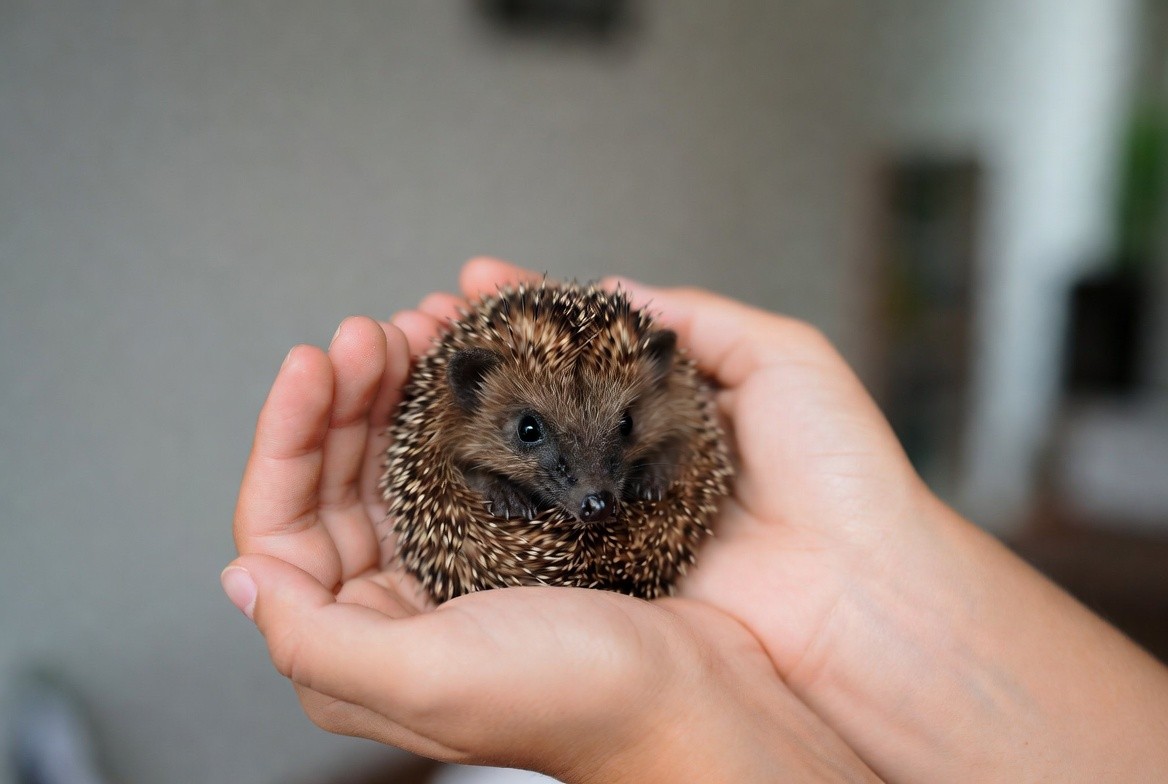 Person gently cupping a hedgehog in two hands during a handling session