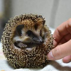 Hedgehog undergoing a wellness check with an exotic veterinarian