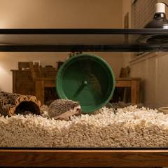 Hedgehog enclosure with solid flooring, a heat emitter, hideout, and exercise wheel