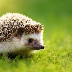 A cute hedgehog exploring green grass in bright natural light