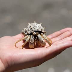 Hermit crab resting calmly on an open flat palm