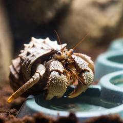 Hermit crab showing healthy posture near its water dishes and substrate