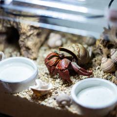 Hermit crab enclosure with deep substrate, water dishes, and extra shells