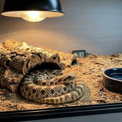 Western hognose snake in a dry, deep-substrate enclosure