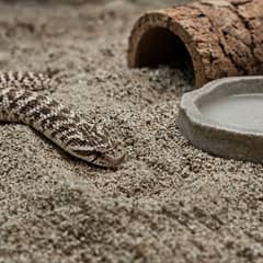 A western hognose snake burrowing into loose substrate with its upturned snout