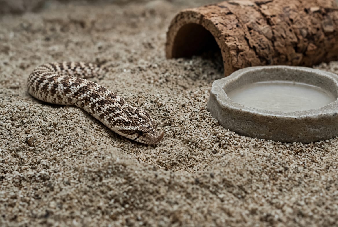 A western hognose snake burrowing into loose substrate with its upturned snout