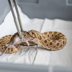 A western hognose snake taking a thawed mouse from feeding tongs in a plain feeding container