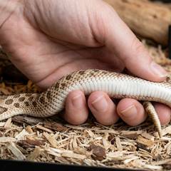 Western hognose snake being examined for signs of illness