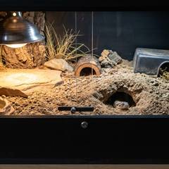Western hognose snake enclosure with deep substrate, basking bulb, and hides