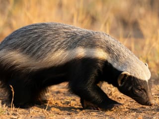 A honey badger foraging in the African savanna, showing its distinctive black and white markings