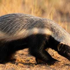 Honey Badger: The World's Most Fearless Animal