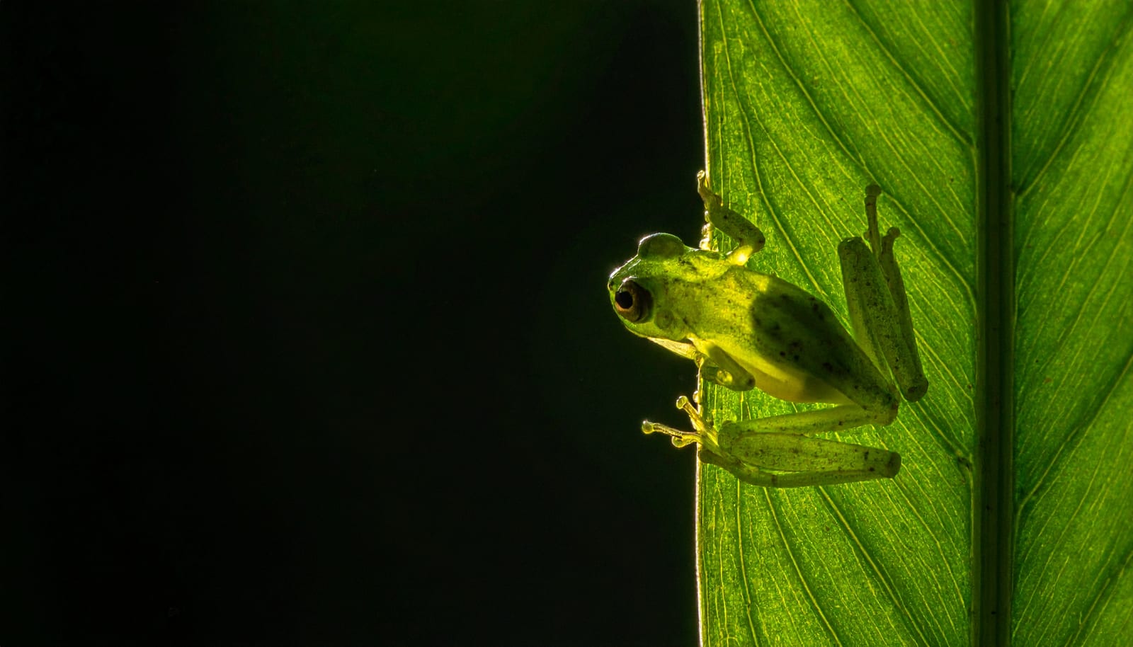 A glass frog seen in profile on a backlit leaf, the leaf glowing green behind it and the frog reduced to a soft pale outline