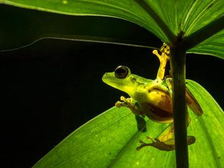 A glass frog gripping a green stem, its translucent belly showing the internal organs through the skin