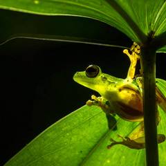 A glass frog gripping a green stem, its translucent belly showing the internal organs through the skin