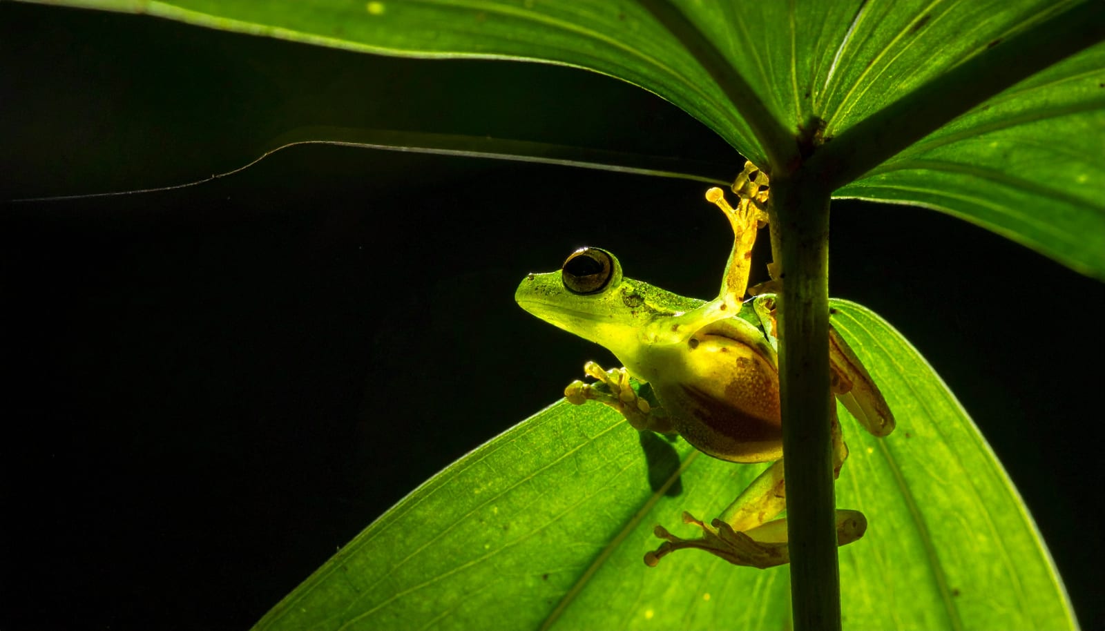 A glass frog gripping a green stem, its translucent belly showing the internal organs through the skin